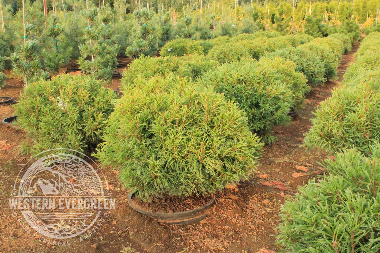 Pinus Strobus Mini Twist - View 7 from www redcrocus com