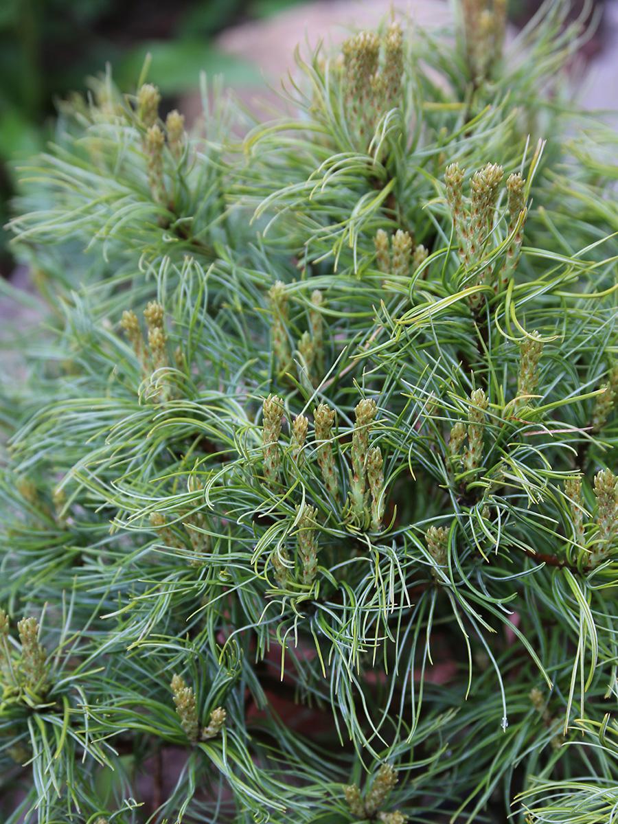 Pinus Strobus Mini Twist - View 8 from www redcrocus com