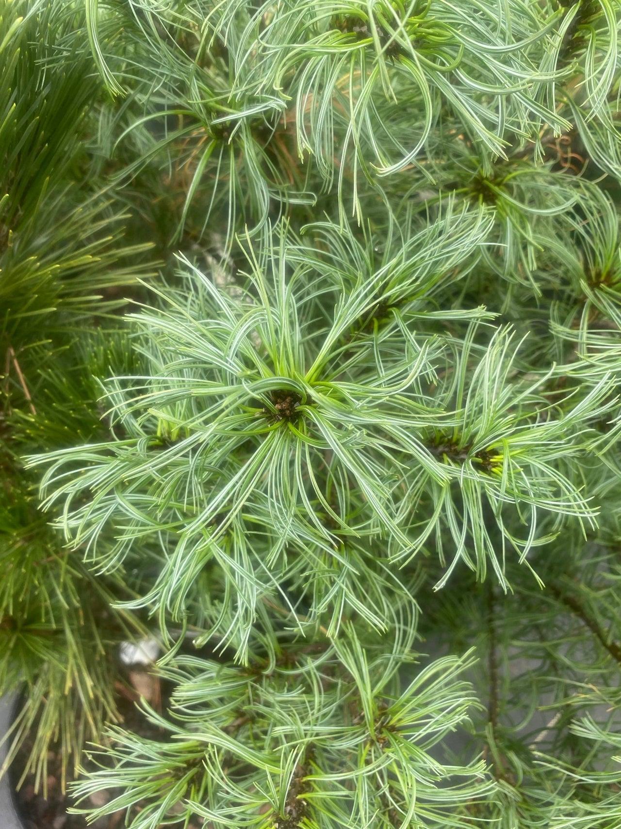 Pinus Strobus Mini Twist - View 9 from www redcrocus com
