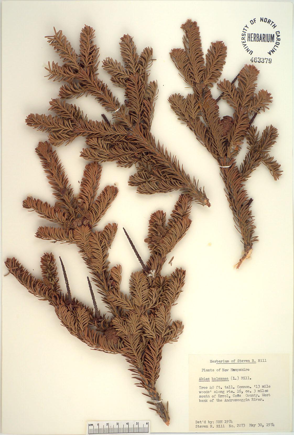 Abies Balsamea X Phanerolepis - View 11 from www redcrocus com