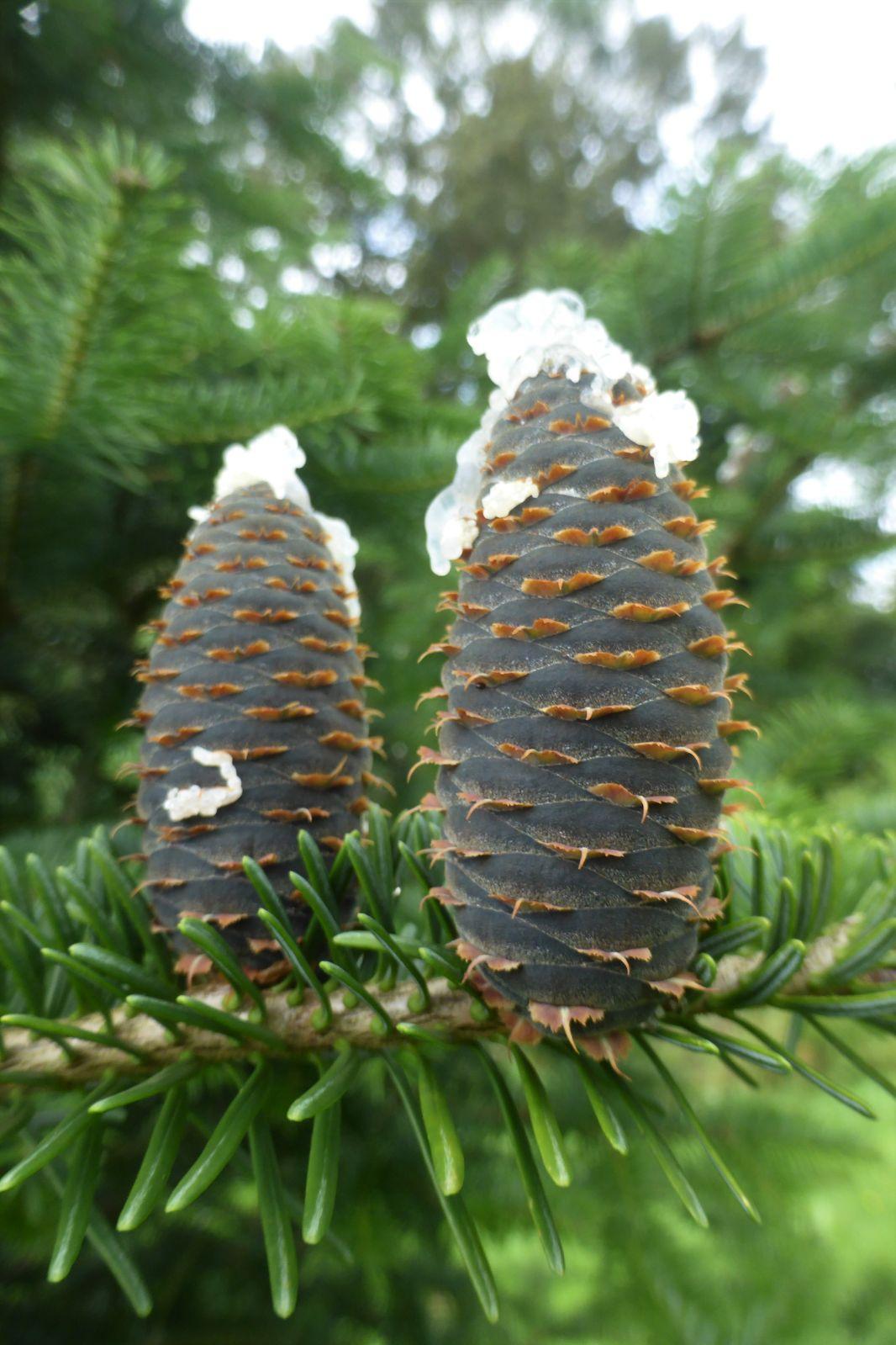 Abies Balsamea X Phanerolepis - View 14 from www redcrocus com