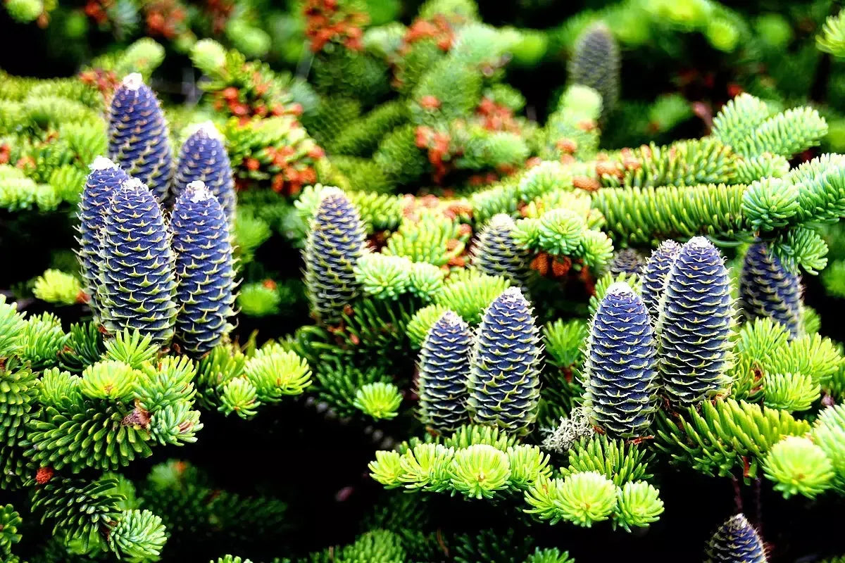 Abies Balsamea X Phanerolepis - View 18 from www redcrocus com