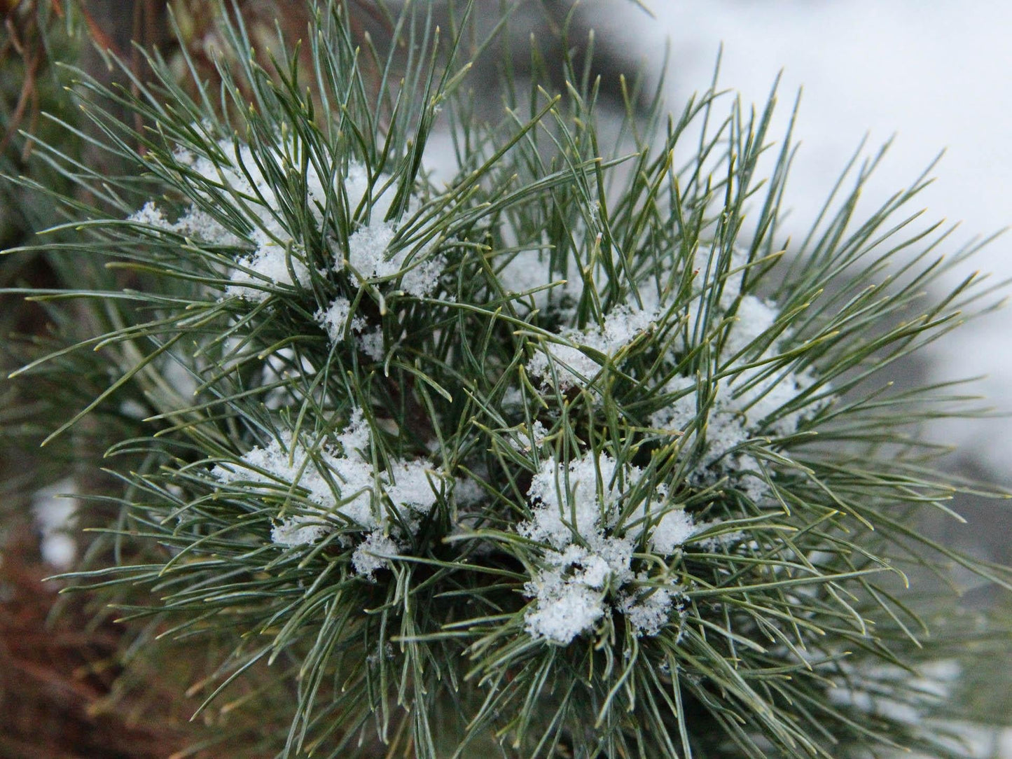 Pinus Strobus Diggy - View 11 from www redcrocus com