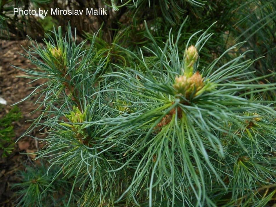 Pinus Strobus Diggy - View 12 from www redcrocus com