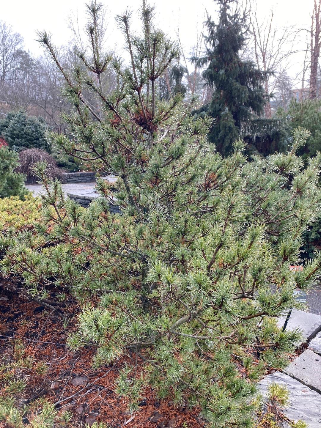 Pinus Strobus Diggy - View 14 from www redcrocus com
