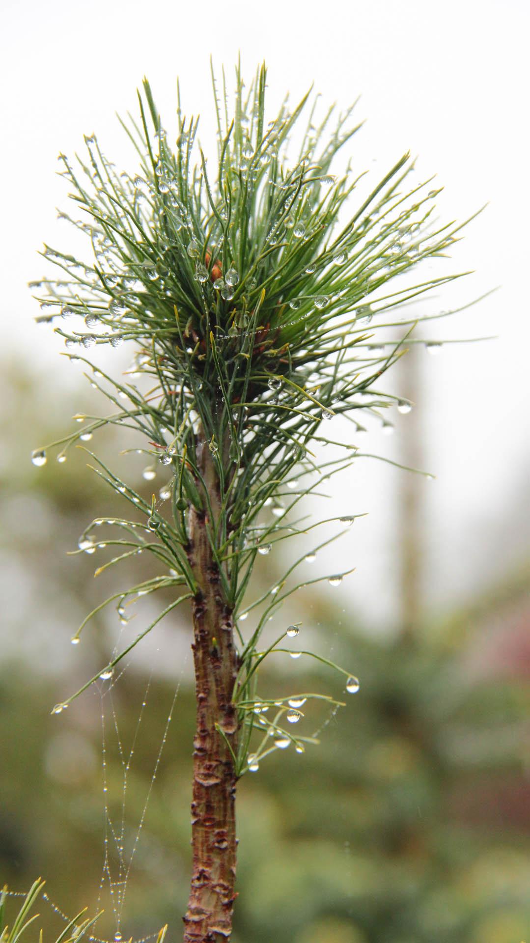 Pinus Strobus Diggy - View 15 from www redcrocus com