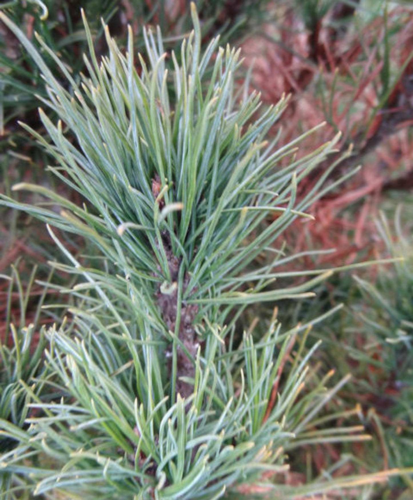 Pinus Strobus Diggy - View 16 from www redcrocus com