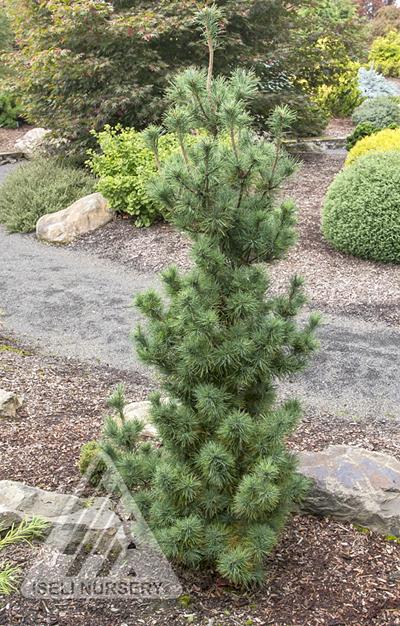 Pinus Strobus Diggy - View 17 from www redcrocus com