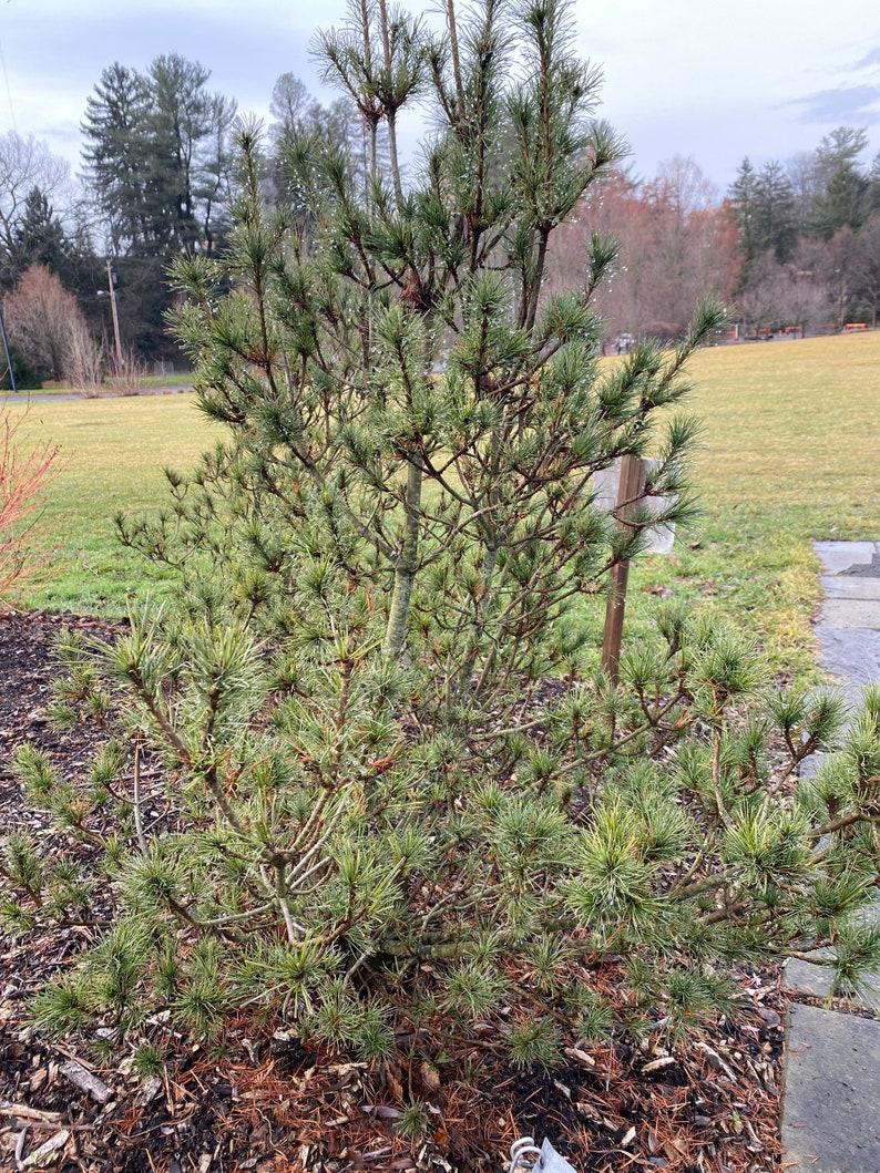Pinus Strobus Diggy - View 18 from www redcrocus com