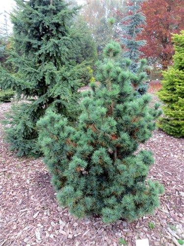 Pinus Strobus Diggy - View 19 from www redcrocus com