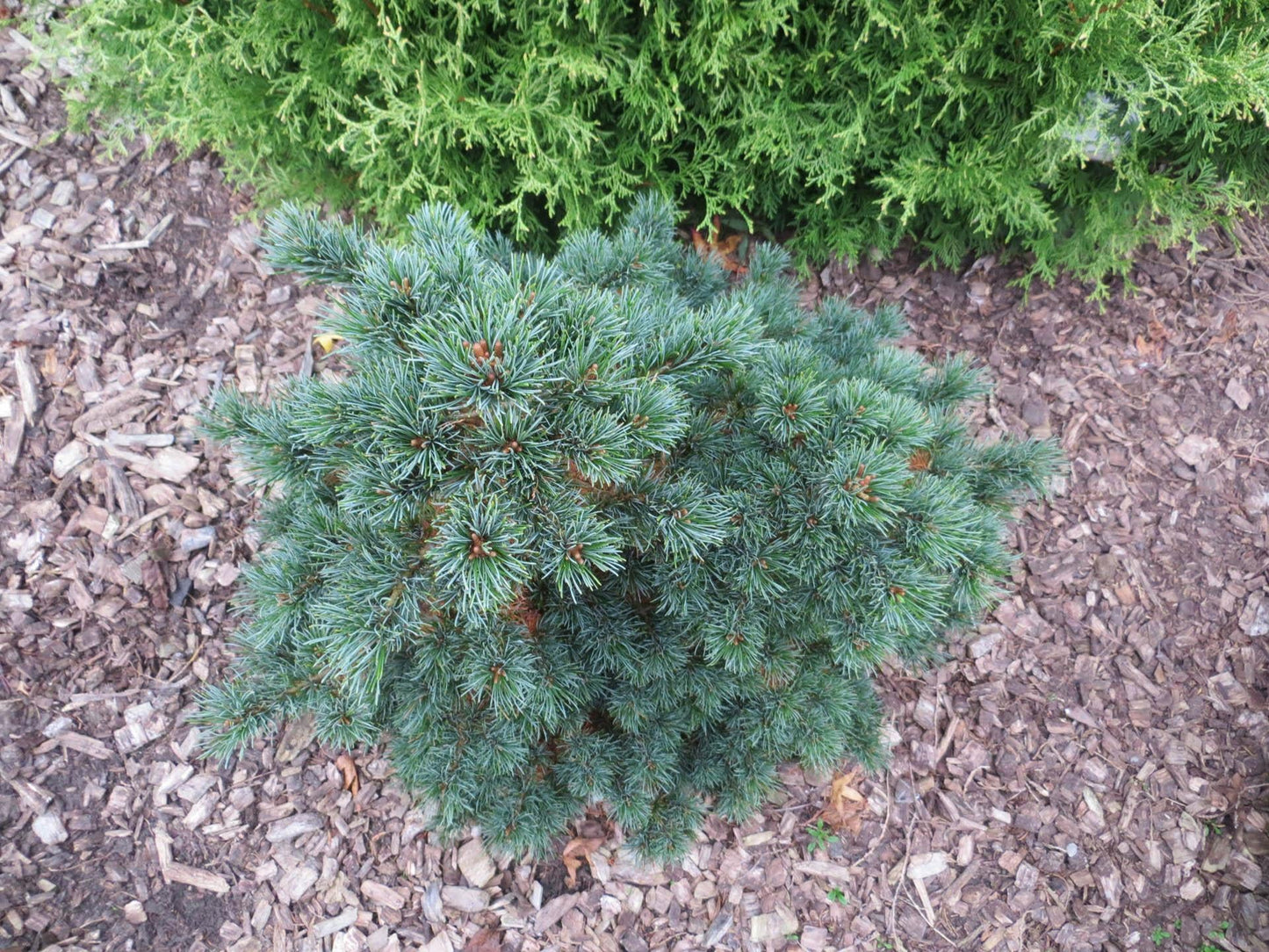 Pinus Strobus Diggy - View 2 from www redcrocus com