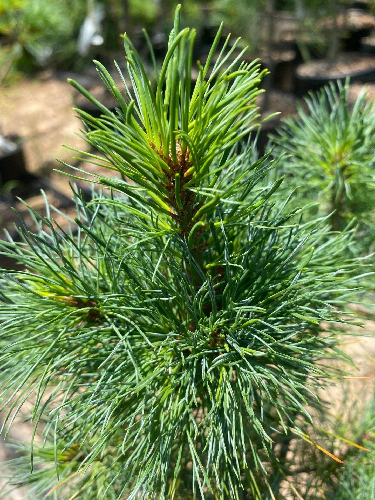 Pinus Strobus Diggy - View 3 from www redcrocus com