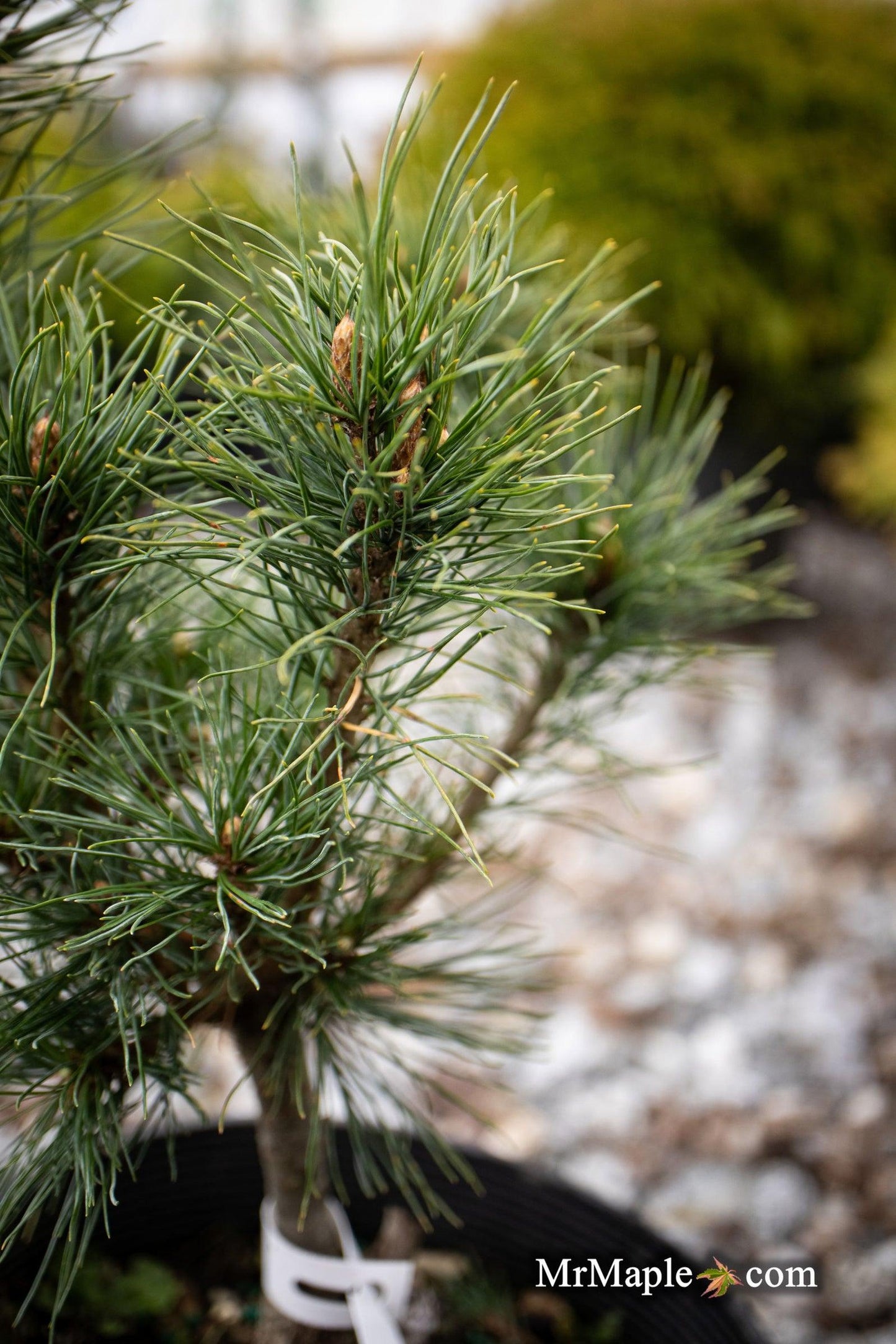 Pinus Strobus Diggy - View 4 from www redcrocus com