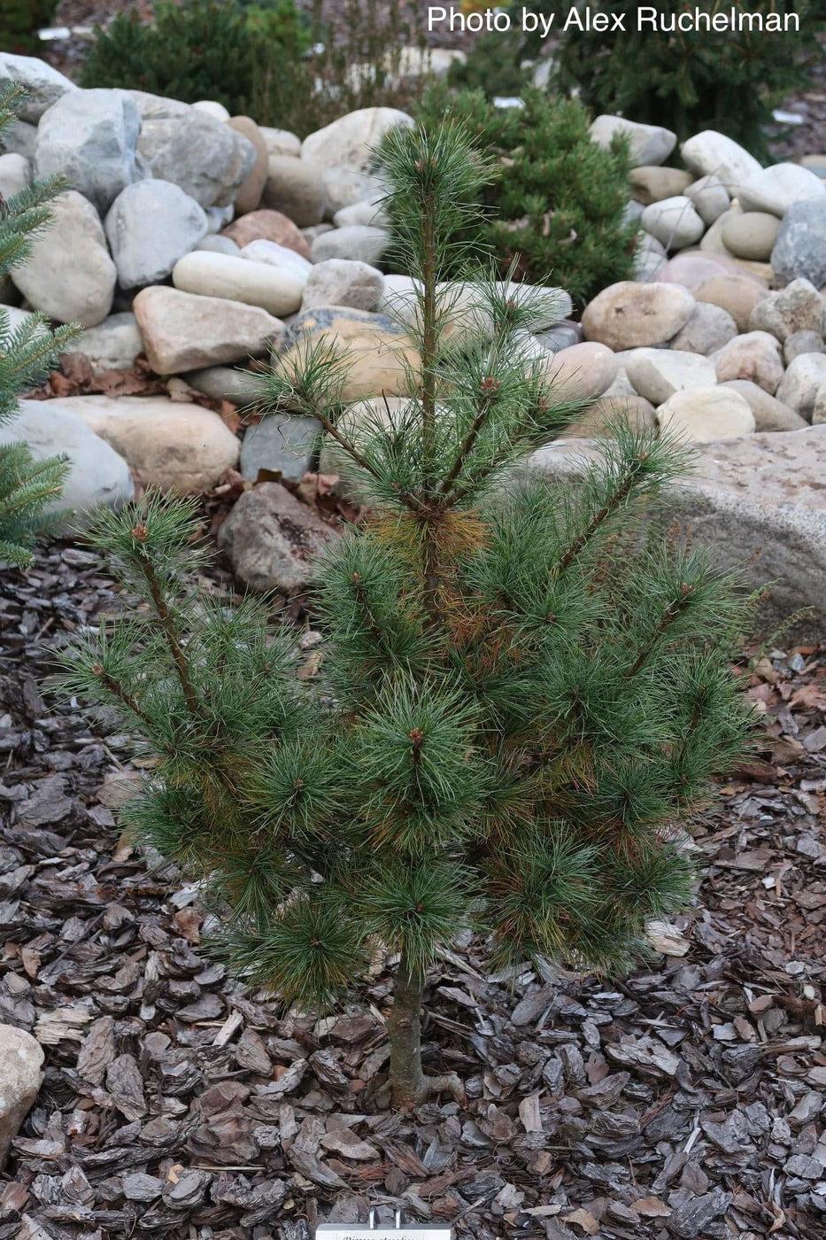 Pinus Strobus Diggy - View 6 from www redcrocus com
