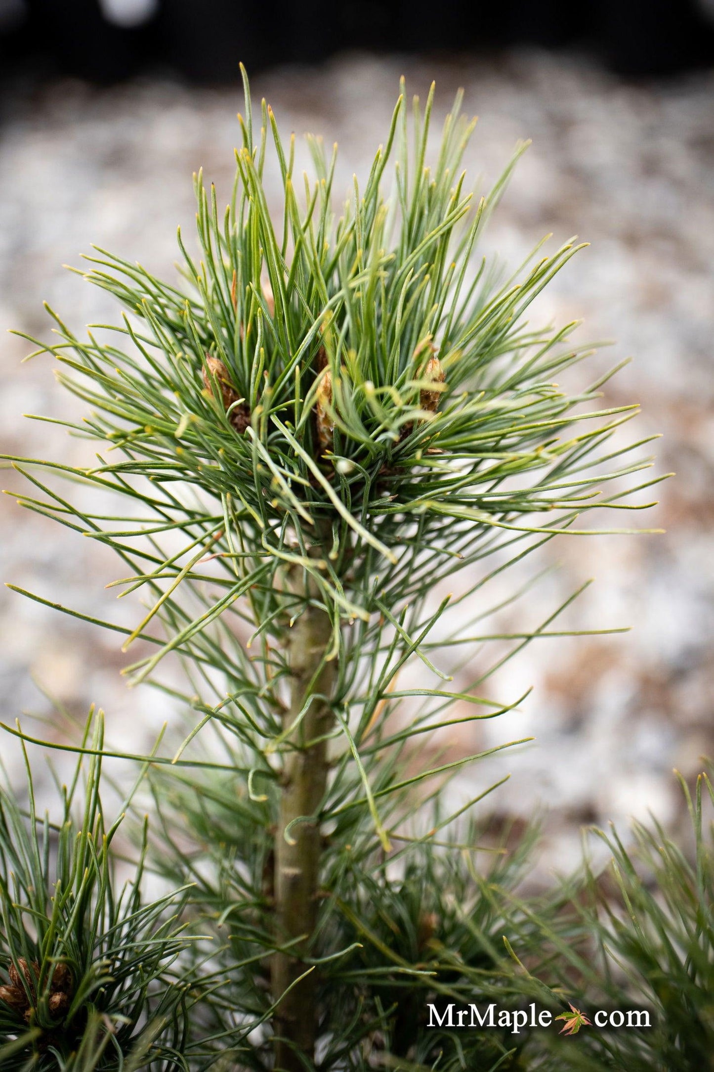 Pinus Strobus Diggy - View 8 from www redcrocus com