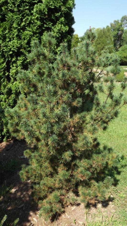 Pinus Strobus Diggy - View 9 from www redcrocus com
