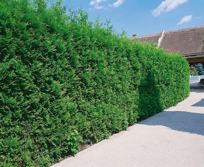 Thuja Occidentalis Hedge Form (instant Hedge) - View 10 from www redcrocus com