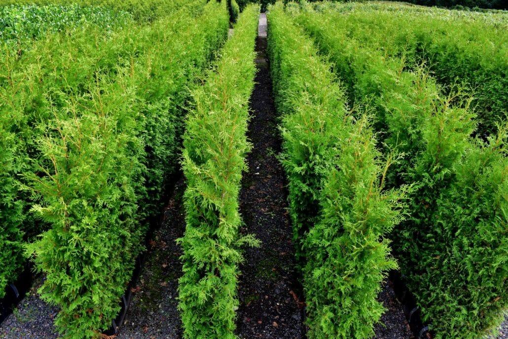 Thuja Occidentalis Hedge Form (instant Hedge) - View 12 from www redcrocus com