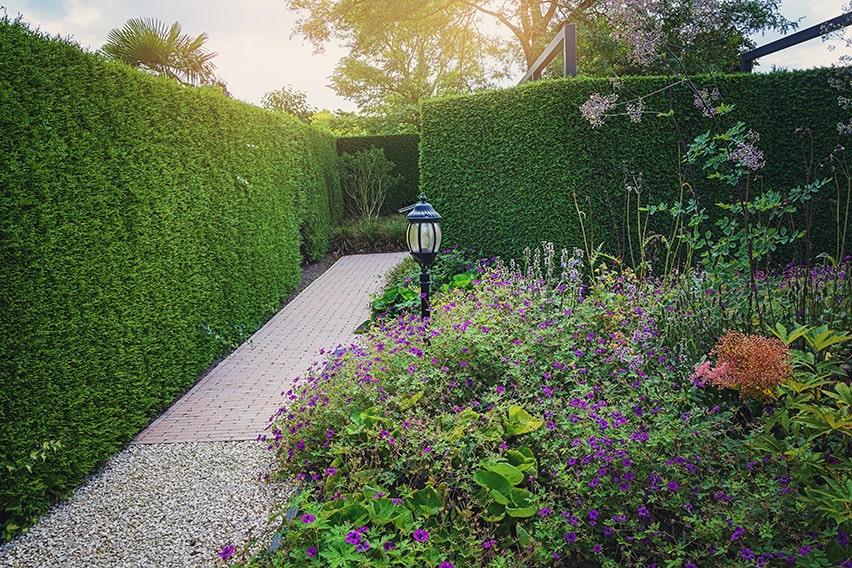 Thuja Occidentalis Hedge Form (instant Hedge) - View 13 from www redcrocus com