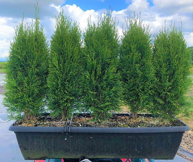 Thuja Occidentalis Hedge Form (instant Hedge) - View 14 from www redcrocus com