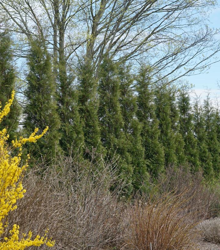 Thuja Occidentalis Hedge Form (instant Hedge) - View 16 from www redcrocus com