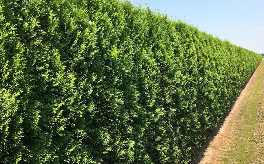 Thuja Occidentalis Hedge Form (instant Hedge) - View 19 from www redcrocus com
