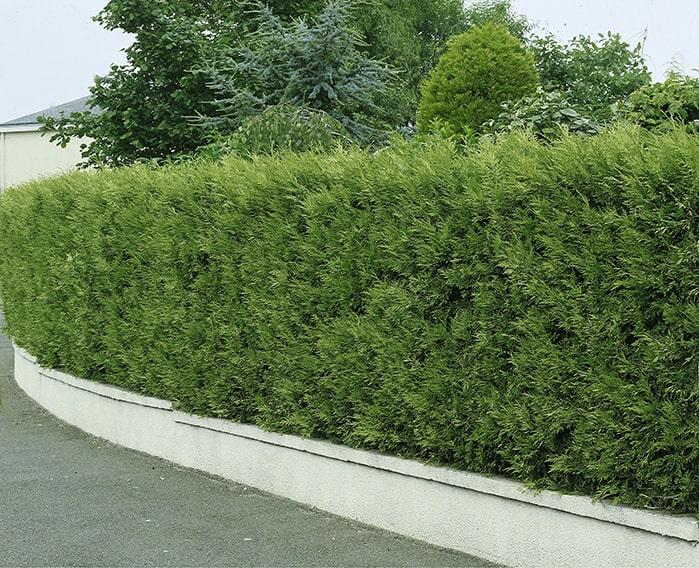 Thuja Occidentalis Hedge Form (instant Hedge) - View 2 from www redcrocus com