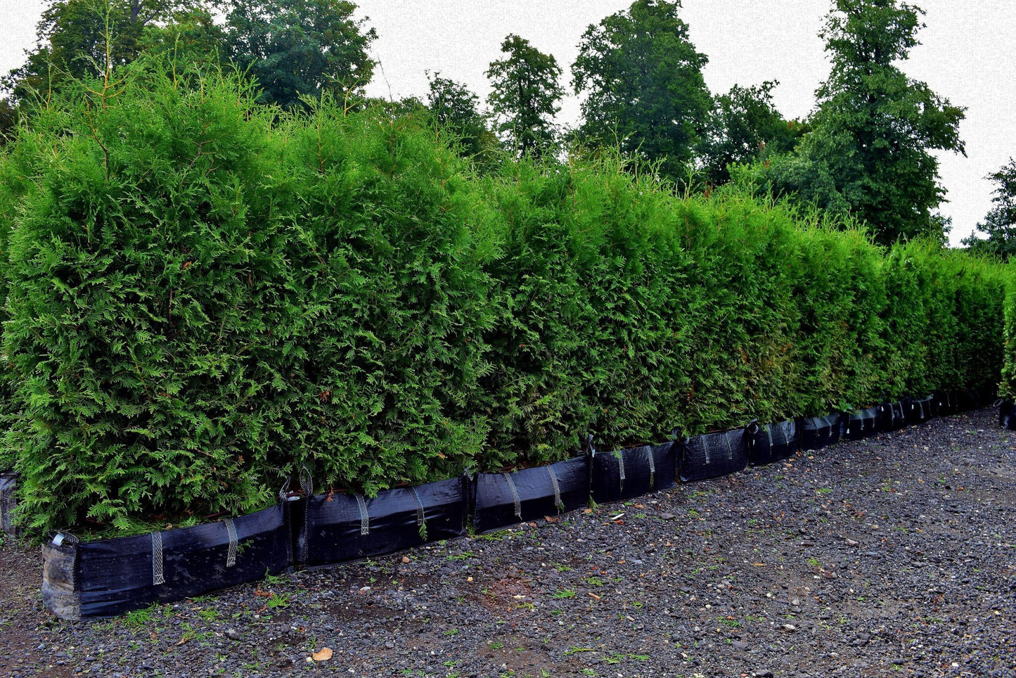 Thuja Occidentalis Hedge Form (instant Hedge) - View 6 from www redcrocus com