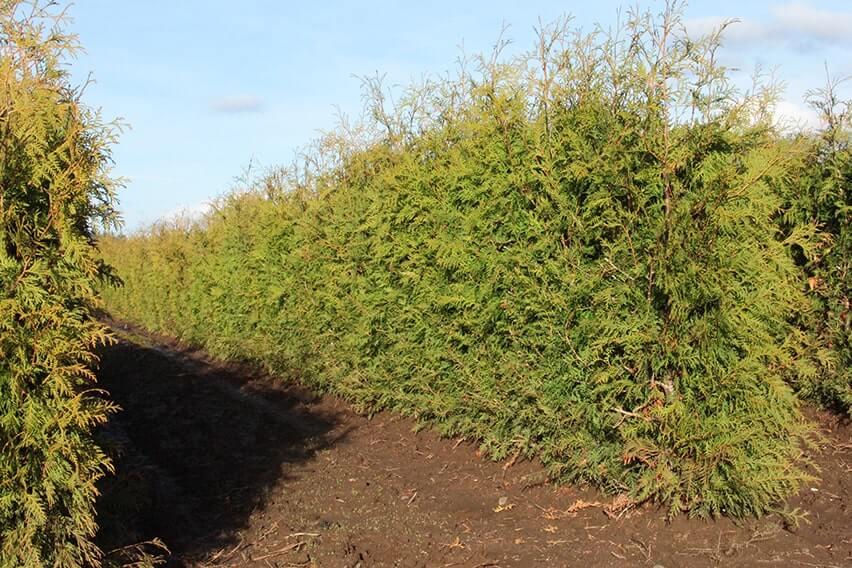 Thuja Occidentalis Hedge Form (instant Hedge) - View 8 from www redcrocus com