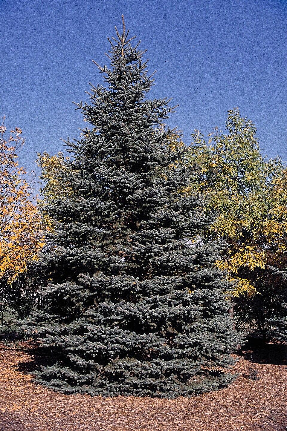 Picea Pungens 'glauca' - View 10 from www redcrocus com