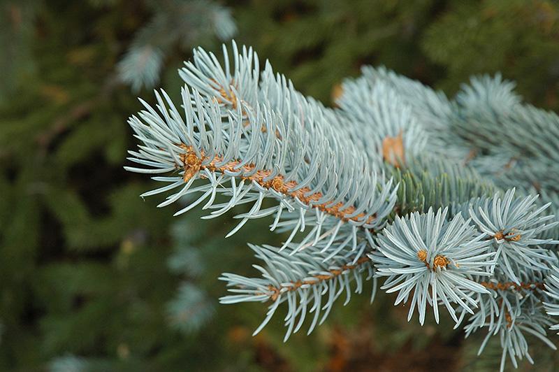 Picea Pungens 'glauca' - View 12 from www redcrocus com