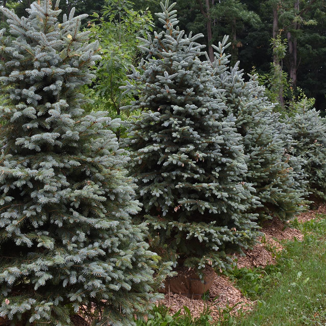 Picea Pungens 'glauca' - View 13 from www redcrocus com