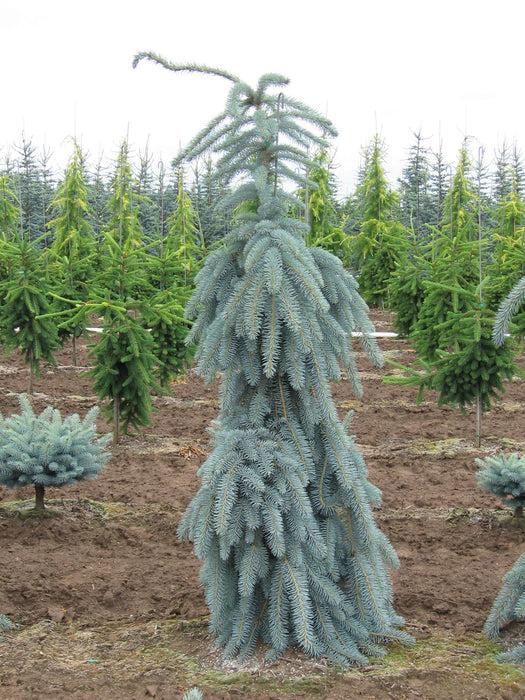 Picea Pungens 'glauca' - View 14 from www redcrocus com
