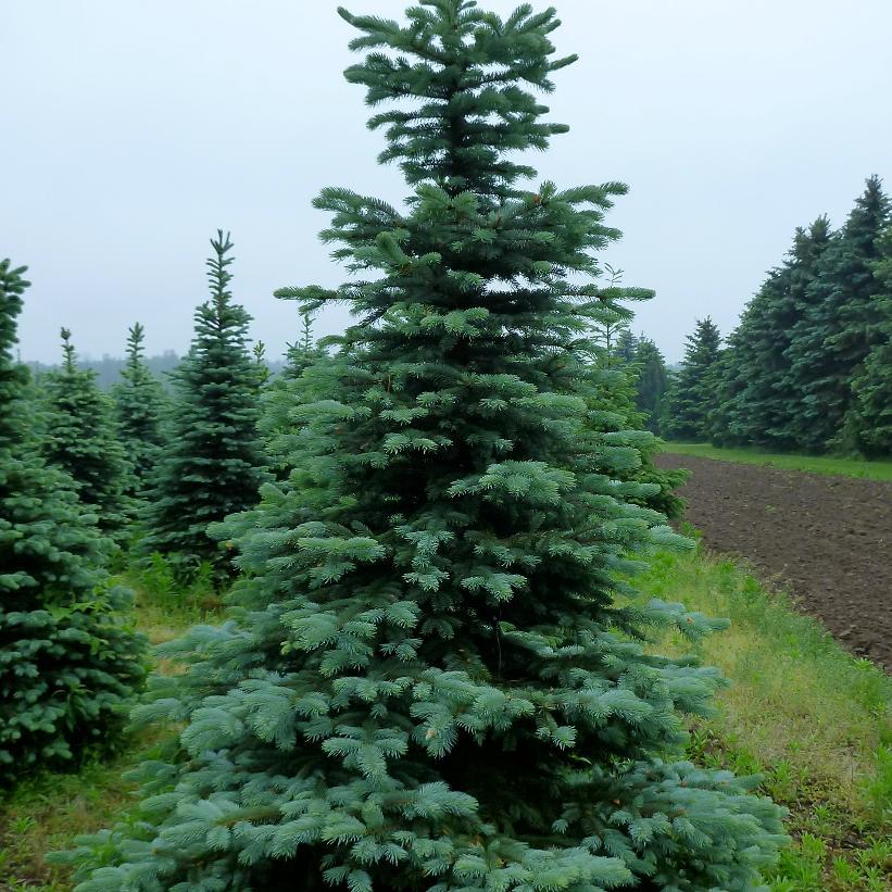 Picea Pungens 'glauca' - View 17 from www redcrocus com
