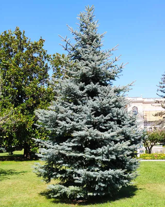 Picea Pungens 'glauca' - View 1 from www redcrocus com