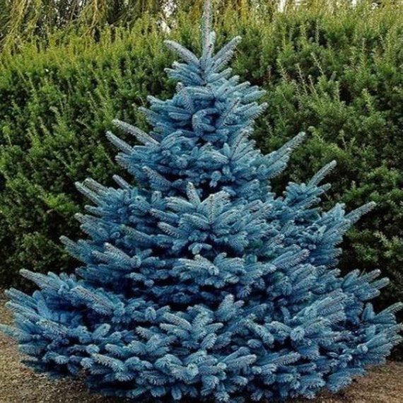 Picea Pungens 'glauca' - View 2 from www redcrocus com