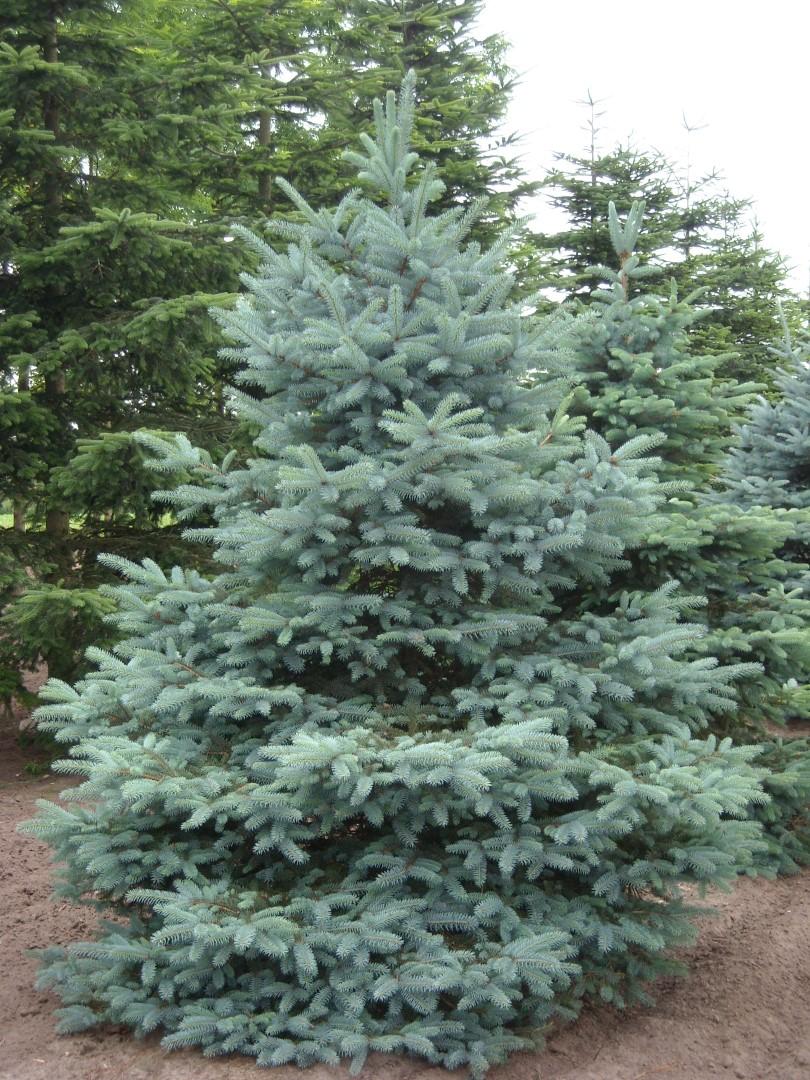 Picea Pungens 'glauca' - View 3 from www redcrocus com