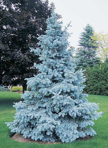 Picea Pungens 'glauca' - View 4 from www redcrocus com