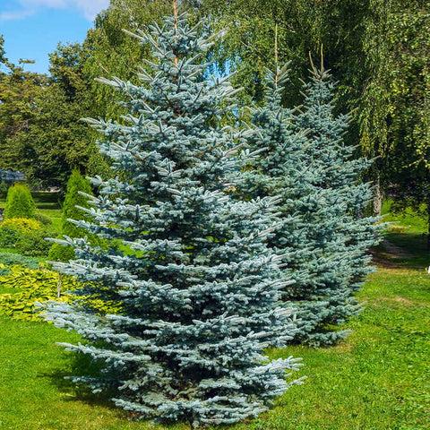 Picea Pungens 'glauca' - View 5 from www redcrocus com