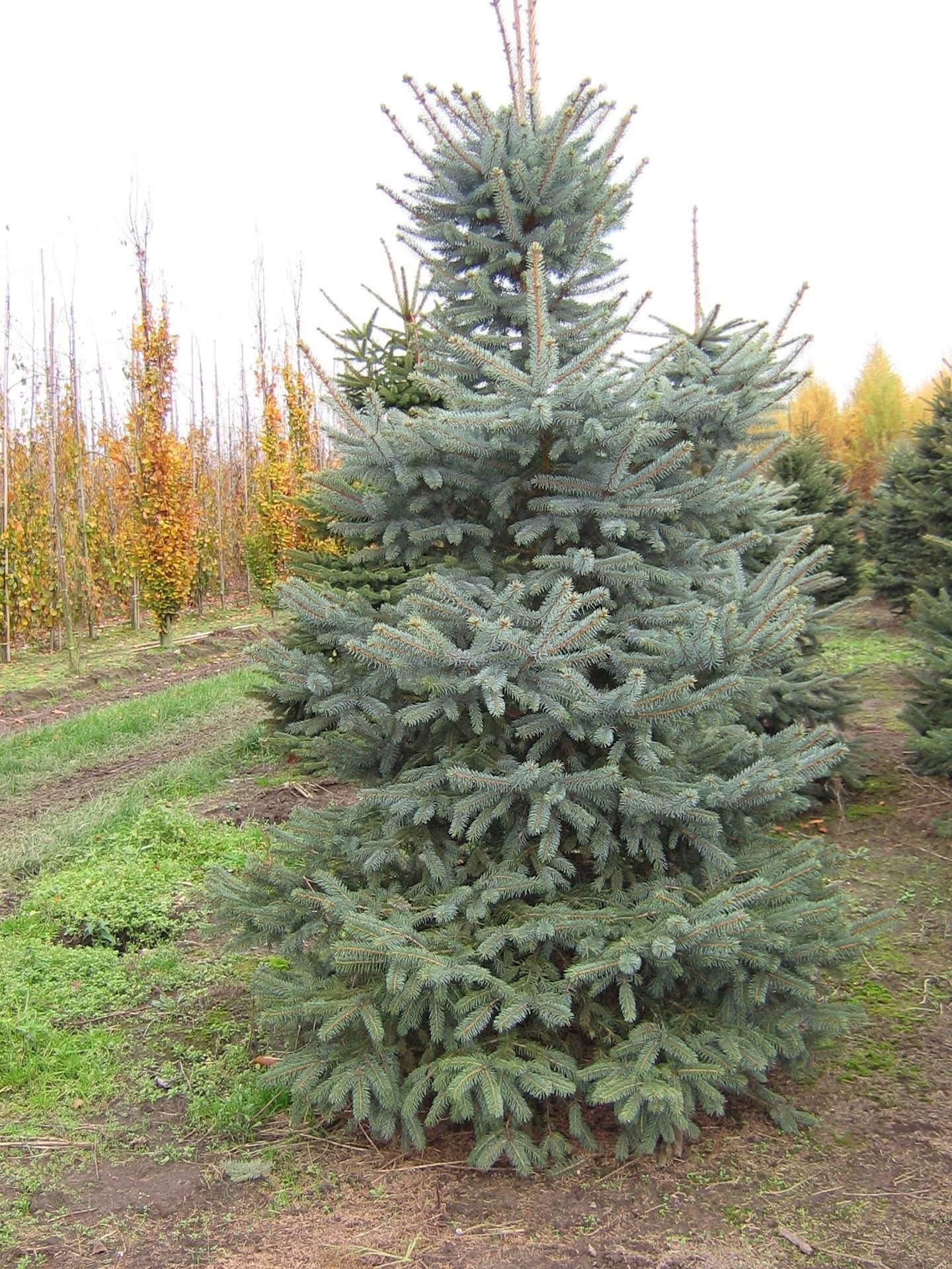 Picea Pungens 'glauca' - View 7 from www redcrocus com