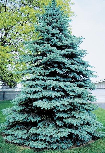 Picea Pungens 'glauca' - View 9 from www redcrocus com