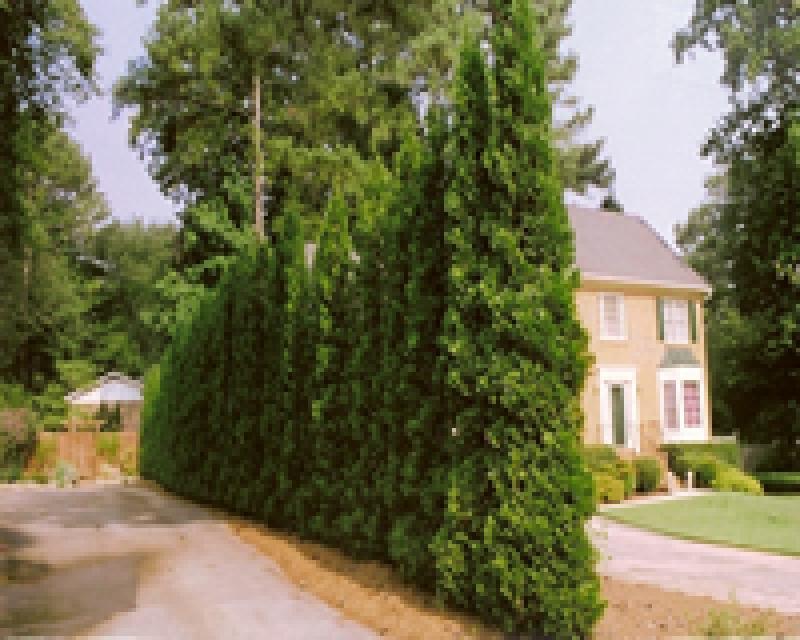 Thuja Occidentalis 'american Pillar' - View 10 from www redcrocus com