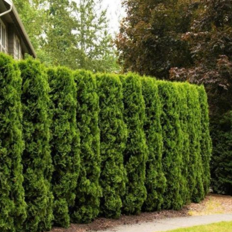 Thuja Occidentalis 'american Pillar' - View 12 from www redcrocus com