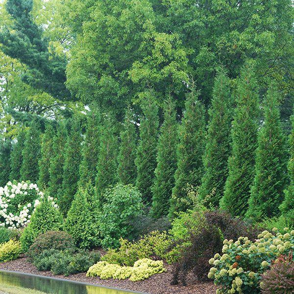 Thuja Occidentalis 'american Pillar' - View 14 from www redcrocus com