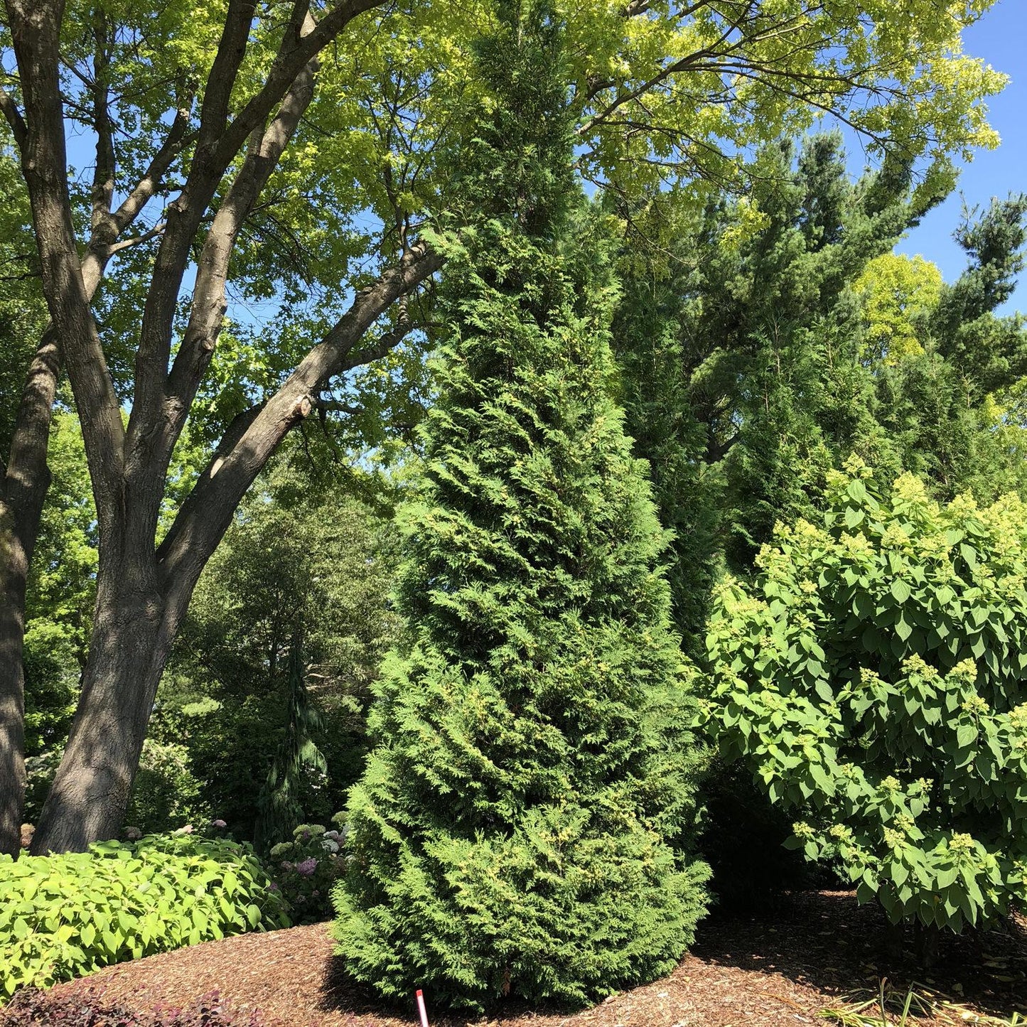 Thuja Occidentalis 'american Pillar' - View 17 from www redcrocus com