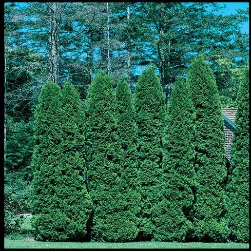 Thuja Occidentalis 'american Pillar' - View 18 from www redcrocus com