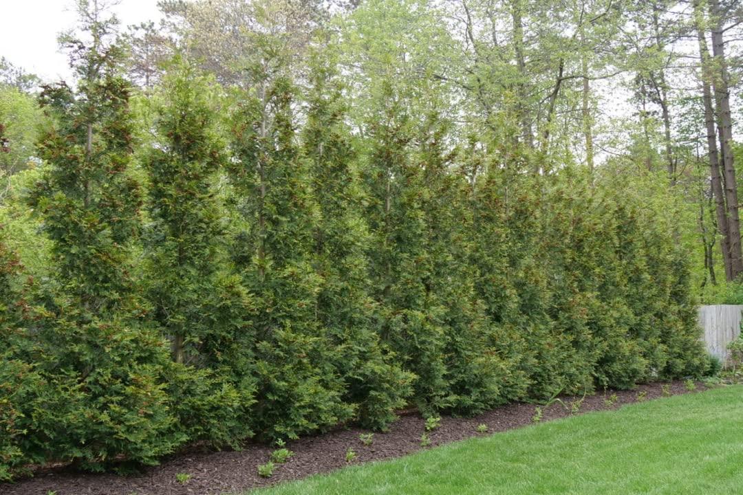 Thuja Occidentalis 'american Pillar' - View 20 from www redcrocus com
