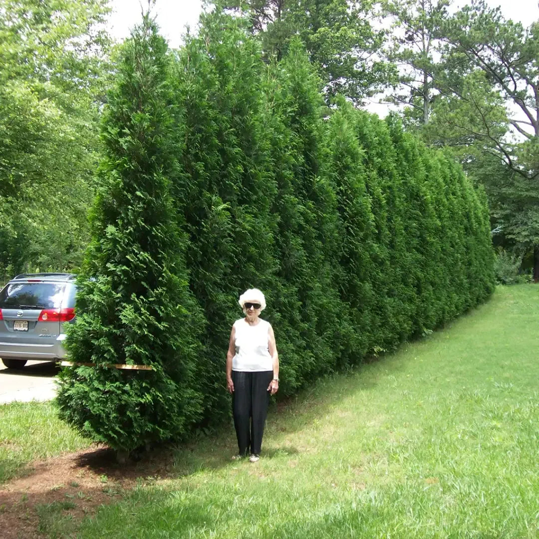 Thuja Occidentalis 'american Pillar' - View 21 from www redcrocus com