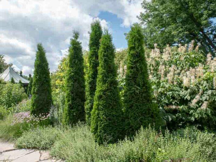 Thuja Occidentalis 'american Pillar' - View 23 from www redcrocus com