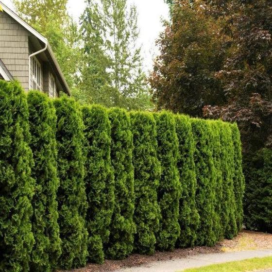 Thuja Occidentalis 'american Pillar' - View 25 from www redcrocus com